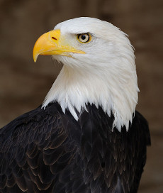 Image of Bald Eagle Chosen As U.S. National Bird