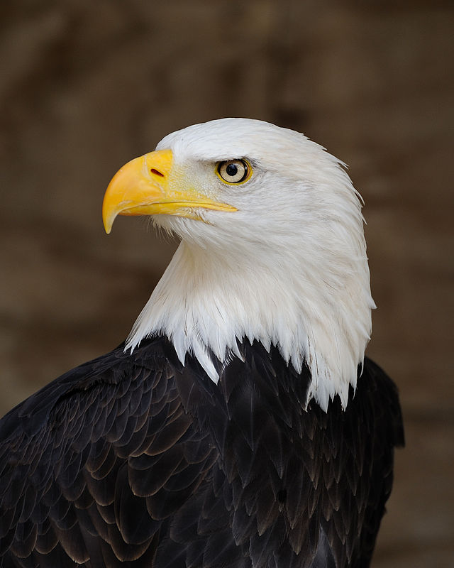 Bald Eagle Chosen As U.S. National Bird